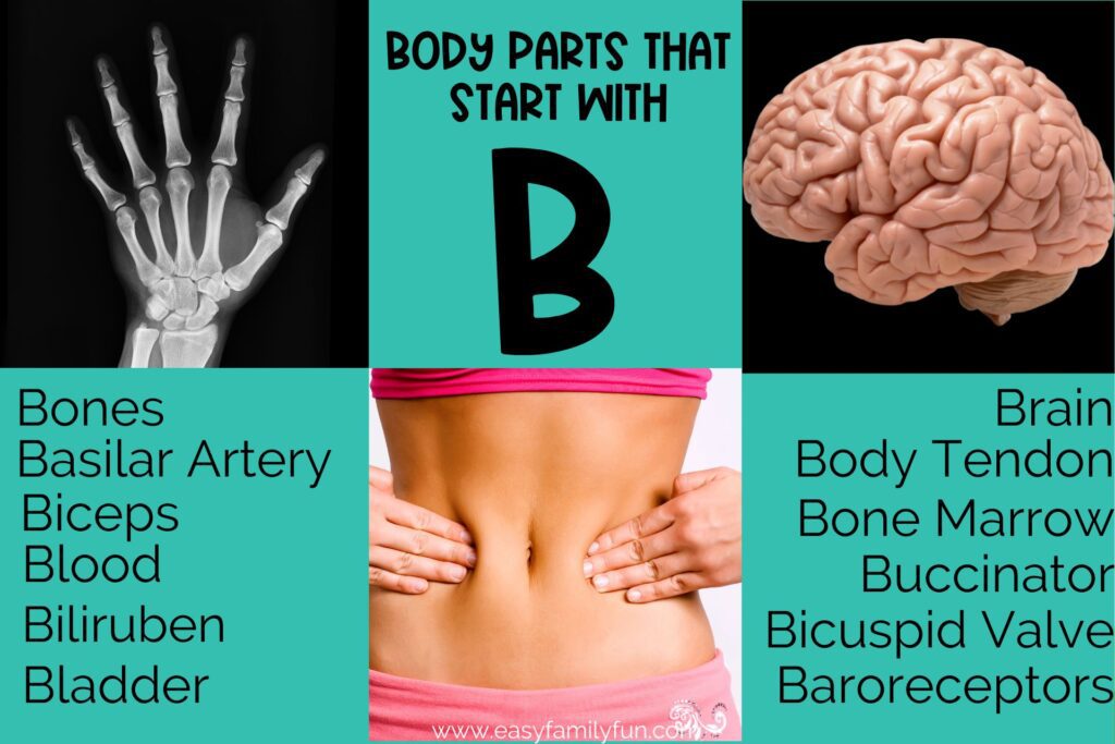 On the green background in black text "Body parts that start with B" with a list of B body parts and pictures of B body parts. 