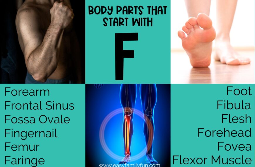 Body Parts that Start with F
