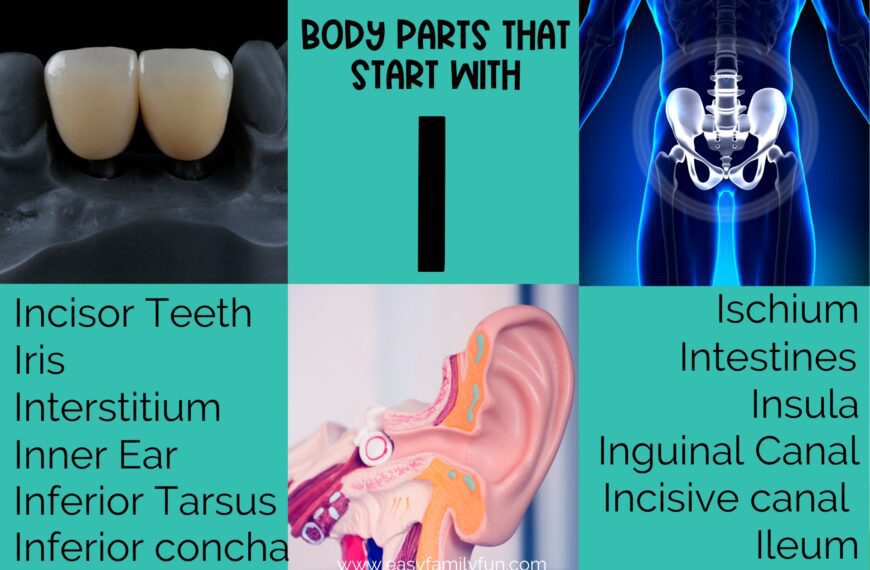 Body Parts That Start With I