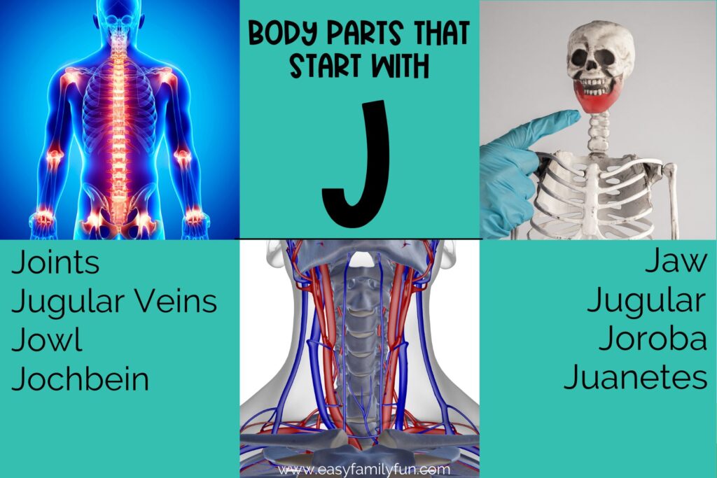 On the green background in black text with writing that says "Body parts that start with J" with list of J body parts and pictures of body parts that start with J.