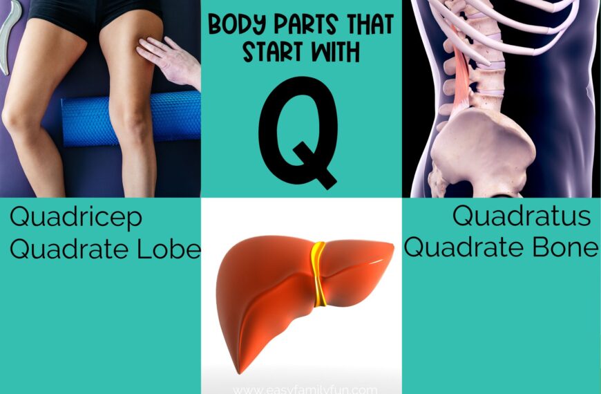 Body Parts that Start with Q
