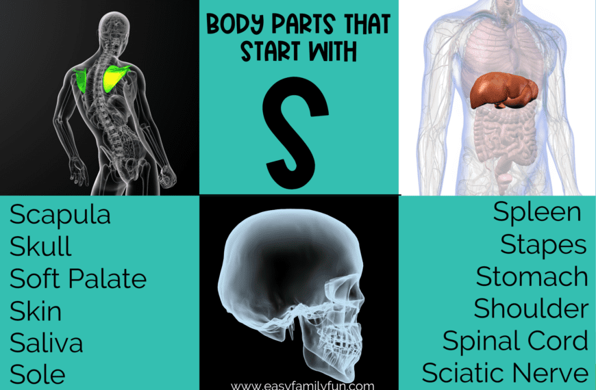 Body Parts That Start With S