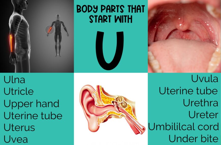 Body Parts that Start with U