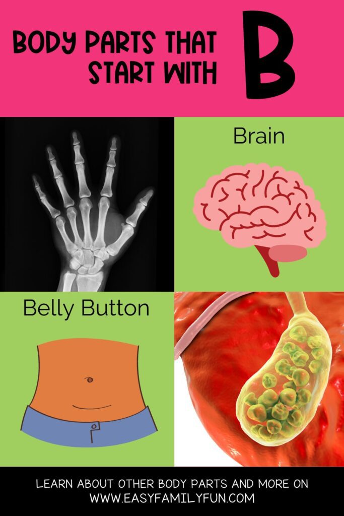 Pin Image: on the pink background in black text "Body Parts That Strat with B" below that on the green background with pictures of B body parts with the name in black text. 