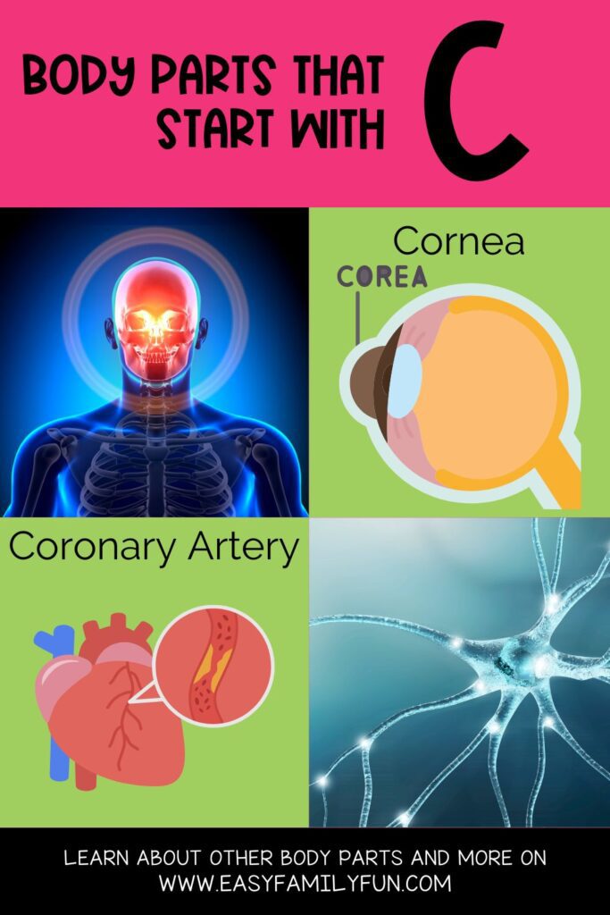 Pin Image: on a pink background with black writing "Body Parts That Start With C" below it on the green background pictures of C body parts with the name in black text 