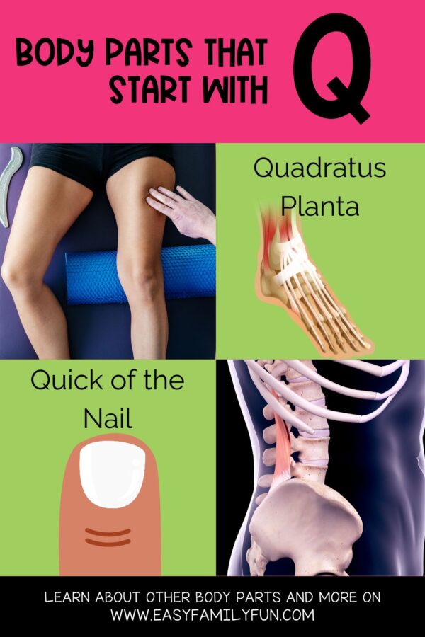 Body Parts that Start with Q - Easy Family Fun- Print-and-Play Family ...