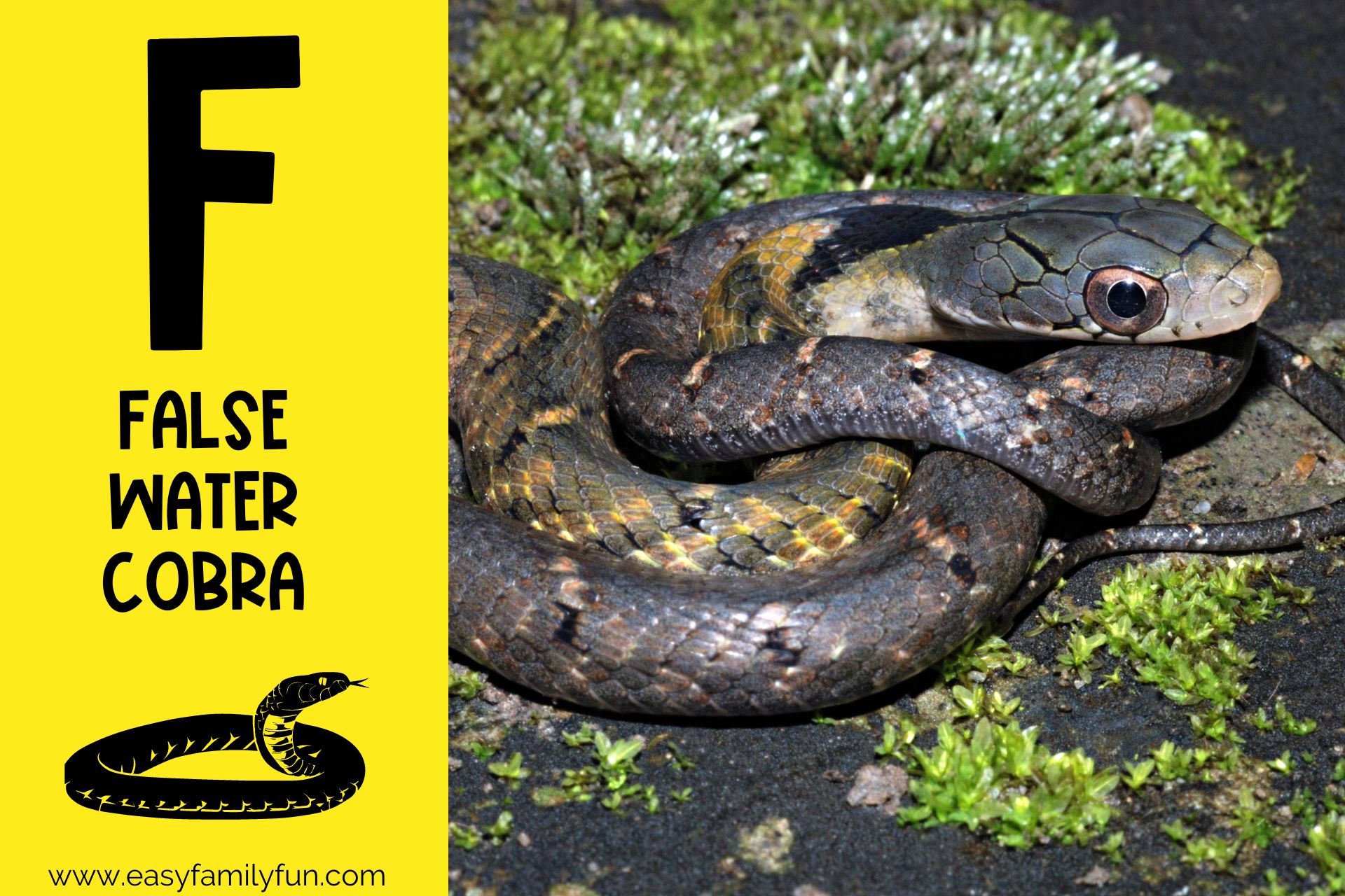 215 Captivating Animals That Begin With F - Easy Family Fun- Games ...